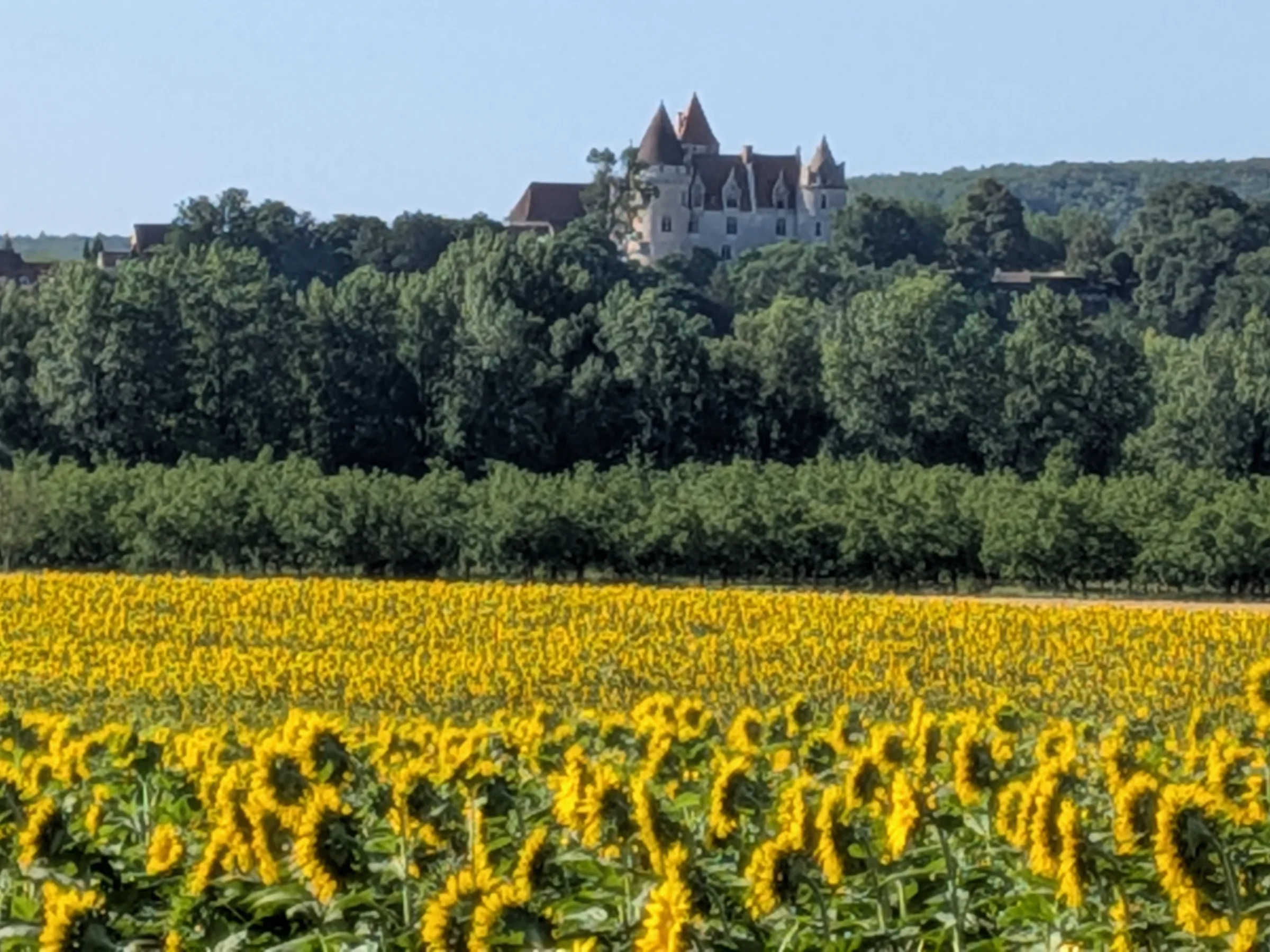A large French château with pointed turrets rises above a dense line of trees behind a field of yellow sunflowers.
